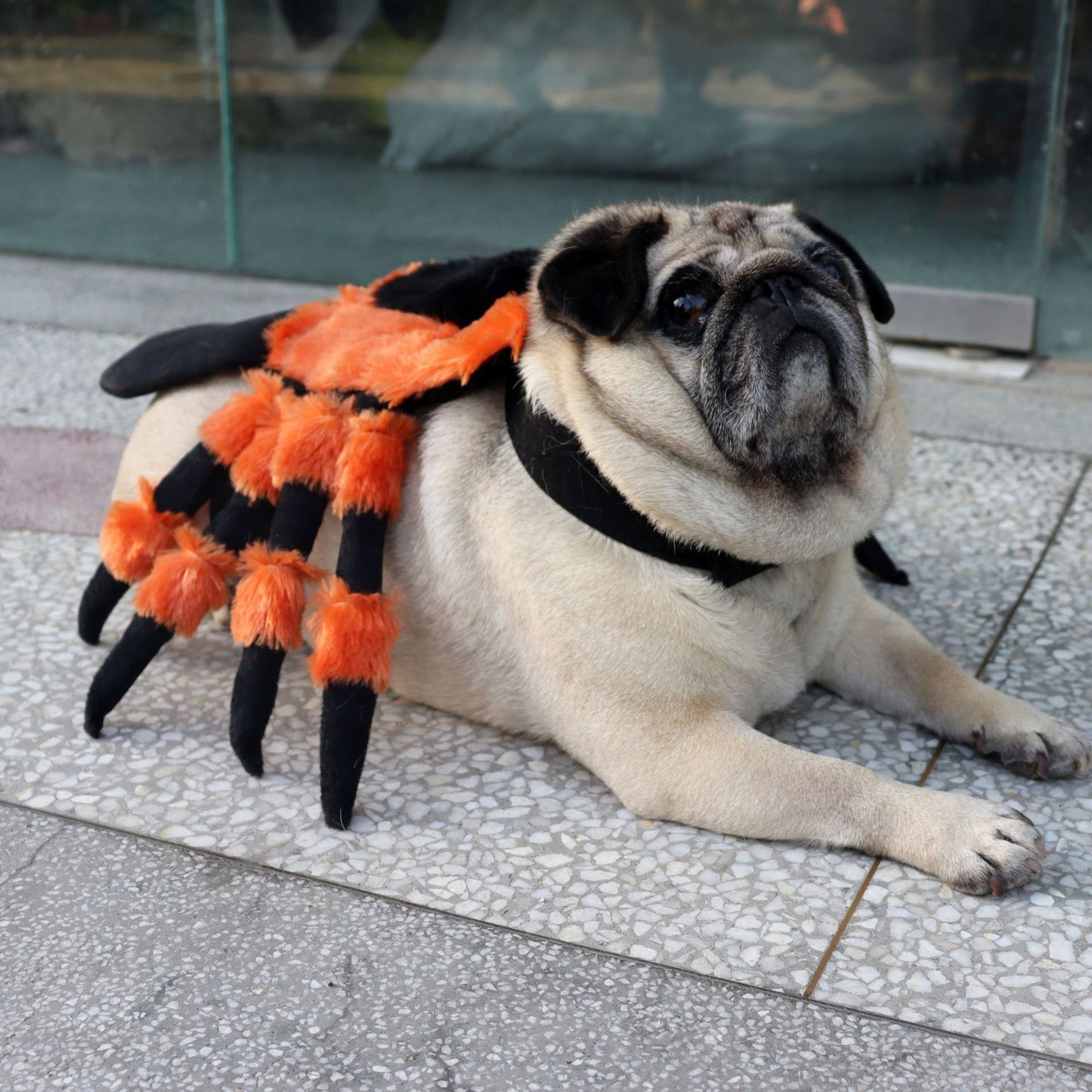 Pet Clothes Halloween Spider Pet Costume - Bests Sale