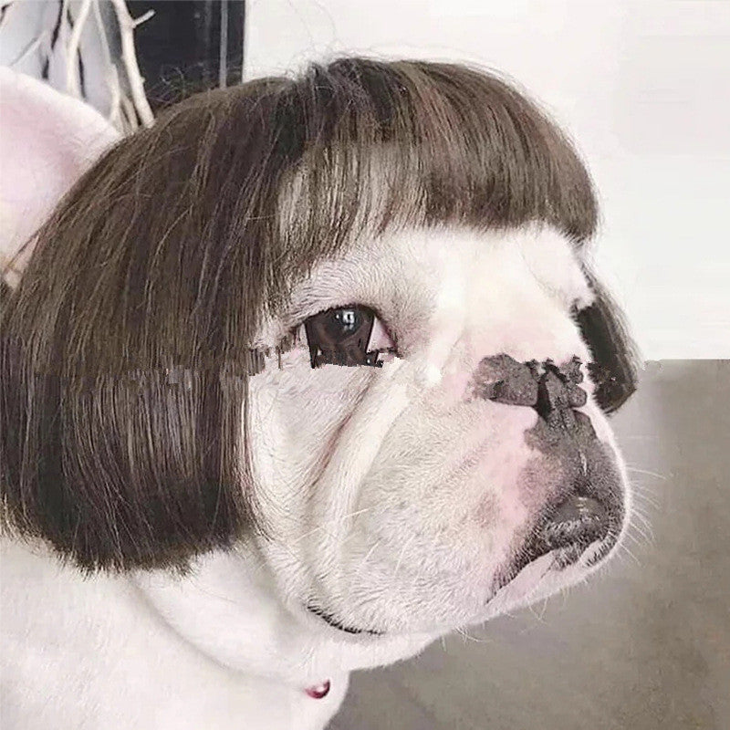 Pet Wig Afro Head Bangs Pigtail Bests Sale